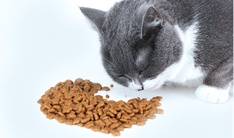Características de la comida para gatos