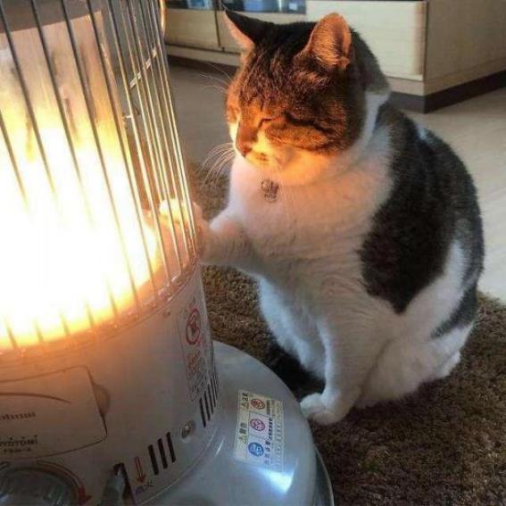 mantener al gato alejado de la calefacción eléctrica