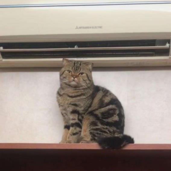no mantengas al gato bajo aire acondicionado
